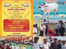 लाडली गाय की अंतिम यात्रा, गांव वालों ने दिया मृत्युभोज, सैकड़ों लोग शामिल