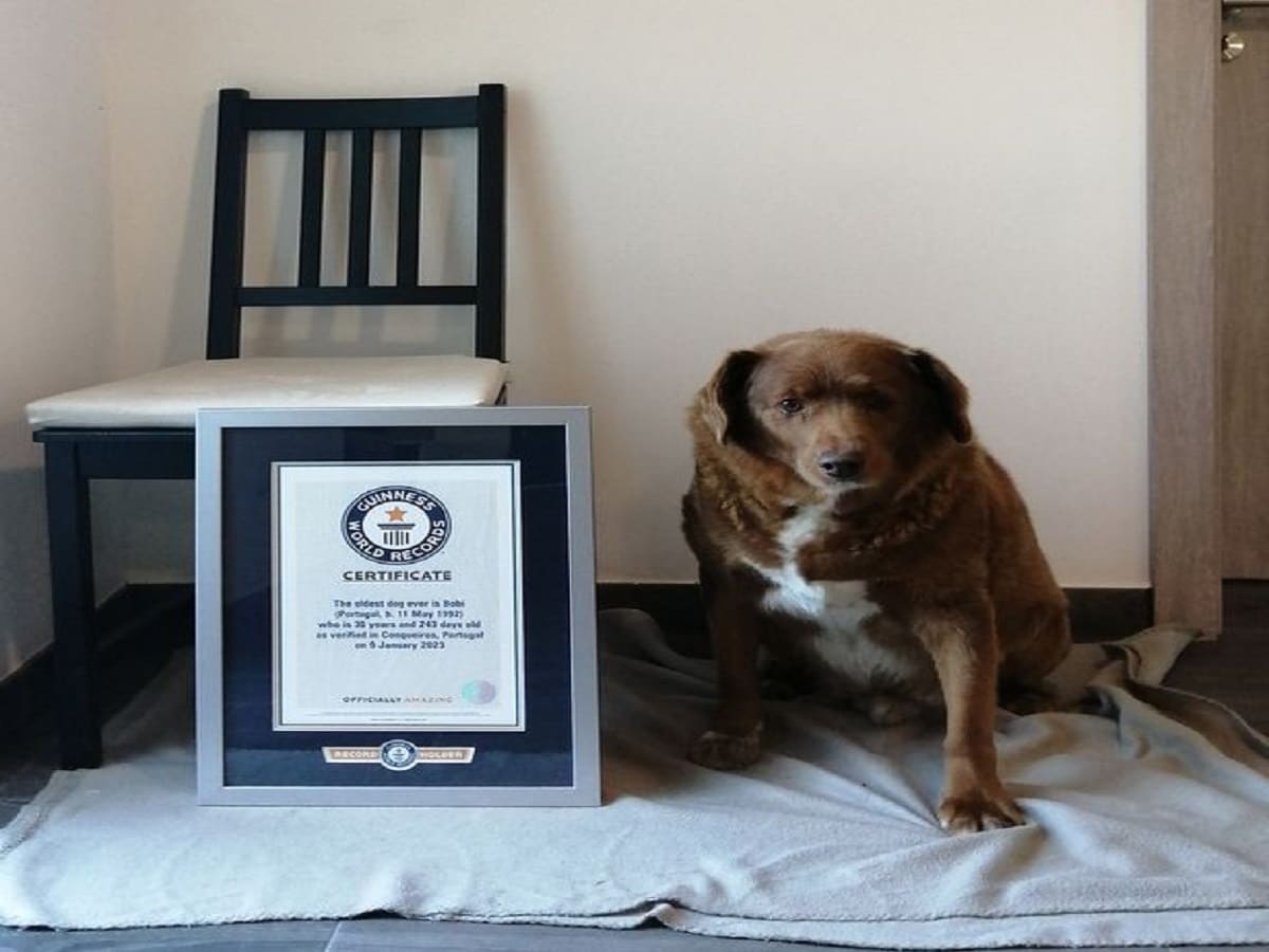 oldest dog