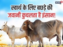 बैल और सांड में अंतर! दोनों की जननी एक, फिर क्यों अलग-अलग हैं ये गोवंश?