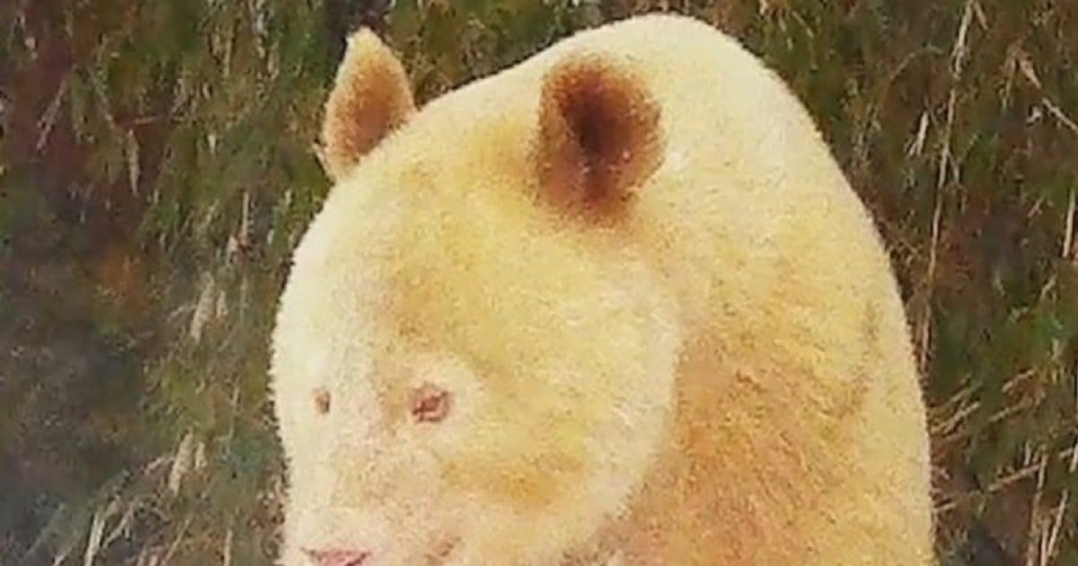 Rarest Panda नजर आया दुनिया का सबसे दुर्लभ पांडा, धरती पर अपने आप में इकलौता, बीमारी ...