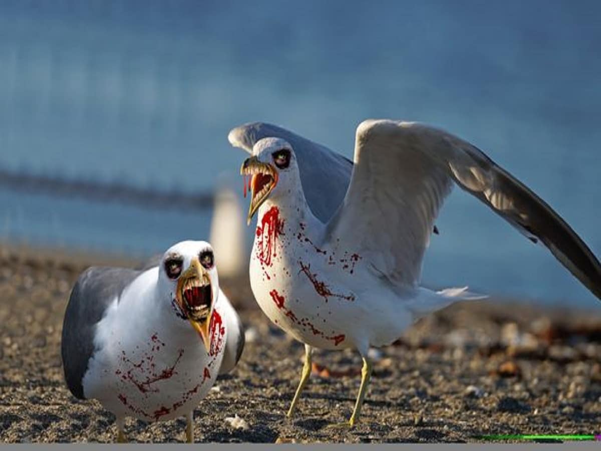 seagull job