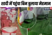 VIDEO: शादी देखने पहुंच गया नाग-नागिन का जोड़ा, दूल्हा और दुल्हन के छूटे पसीने, बाराती के उड़े होश