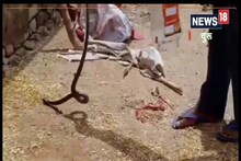 65 साल की महिला को ब्लैक कोबरा ने काटा तो सांप को लेकर अस्पताल पहुंच गए घरवाले, देखें VIDEO