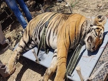 हमेशा के लिए खामोश हुई टाइगर चीनू की दहाड़, आखिर कौन है उसकी मौत का जिम्‍मेदार?