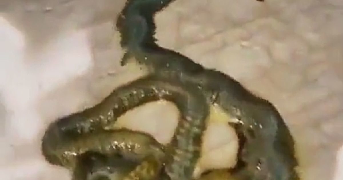 weird creature legs