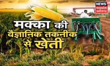 Annadata | खरीफ मक्का की वैज्ञानिक तकनीक से खेती, अधिक उत्पादन देने वाली मक्का की उन्नत किस्में |Top