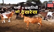 Annadata : गर्मी के मौसम में कैसे रखें बकरियों का ध्यान | Farming News | Agriculture | Cattle