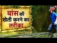 Annadata: कैसे करें बांस की खेती ? Bamboo Farming | Agriculture News | Farming News | Farmer News