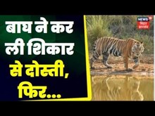 Valmiki Nagar Tiger Reserve : बाघ नेकर ली शिकार से दोस्ती,  Video Social Media पर  वायरल। Viral News
