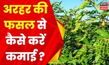 Annadata : खरीफ अरहर की खेती किस मौसम में करनी चाहिए | Farming | Agriculture | Animal Husbandry