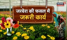 Annadata | Gerbera की फसल से सुधरेगी किसानों की दशा, जानिए किन बातों का रखे ध्यान | Agriculture News