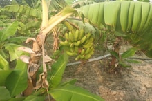 Banana Farming : एक बीघे में केले की खेती कर यह किसान कमा रहा है बेहतर मुनाफा, इस वैरायटी ने बदली सतीश की किस्मत 