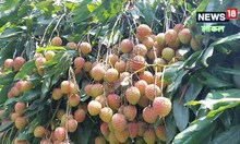 Muzaffarpur News : लीची तोड़ने के 48 घंटे पहले कर यह छिड़काव बढ़ जाएगी लाइफ, कृषि वैज्ञानिक से जानें पैकिंग के फायदे