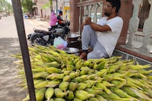 Bikaner: बारिश के मौसम में बाजारों में महका भुट्टा, बनने लगी भुट्टे की अलग-अलग डिश