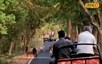 VIDEO: टाइगर ने पर्यटकों के सामने किया LIVE  शिकार, 4 जानवर जान बचाकर भागे