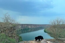 चम्बल नदी के किनारे फोटोग्राफर को भालू की तस्वीर लेने में लग गए 5 साल, देखें भालू की डेस्टिनेशन तस्वीर
