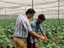 किसान ने नेट हाउस के जरिए शुरू की खीरे की खेती, सालाना कमा रहा लाखों का मुनाफा