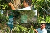 हल्द्वानी में हैअनूठी 'रुद्राक्ष वाटिका', क्लोनल विधि से तैयार किए जा रहे पौधे