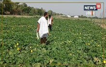 Vegetable Farming : भीषण गर्मी में किसान उगा रहे हैं हरी सब्जियां, खेत से हो रही बिक्री, जानिए लागत और मुनाफा 