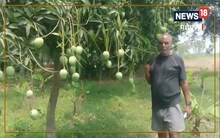 Agriculture News : आम की खेती कर सालाना 5 लाख तक कमाते हैं यह शिक्षक, हर साल इनके बाग में होता है फलन