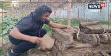 घर में छिपा था साक्षात 'मौत'! ज़हरीले कोबरा का रेस्क्यू करते बाल-बाल बचा युवक, देखें VIDEO