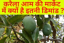 करेले की तरह दिखता है ये आम...खूब है डिमांड, डायबिटीज पेशेंट भी चख सकते हैं स्वाद