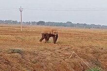 Nalanda News: नालंदा के इस गांव में घुसा जंगली हाथी, दहशत में ग्रामीण! जानें आगे क्या हुआ...