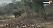 सरिस्का में बाघिन ST-9 ने कुत्ते का किया शिकार, पर्यटकों ने कैमरे में कैद किया टाइगर हंट, देखें Video