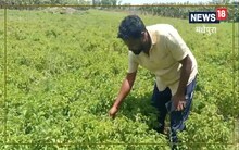 10 गुना फायदा देता है यह पौधा, एक एकड़ में एक लाख की कमाई; घर पर खरीदने पहुंचते हैं व्यापारी