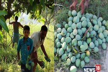 जर्दा, सब्जा, डंका या किशनभोग, यहां मिलता है पेड़ का पका आम, कीमत जानकर चौंक जाएंगे आप