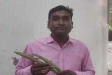 पूरे साल फल देने वाला मुनगा का पेड़ है स्वास्थ्य के लिए लाभकारी, जानें फायदे