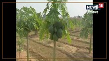 रिटायर्ड शिक्षक की पहल, पेंशन के पैसों से कर रहे पर्यावरण संरक्षण के लिए ये काम
