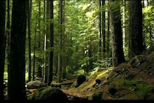 World environment day : 150 वर्षों से धरती पर नहीं उग रहा यह पेड़, कारण बना विलुप्त हो चुकी यह पक्षी