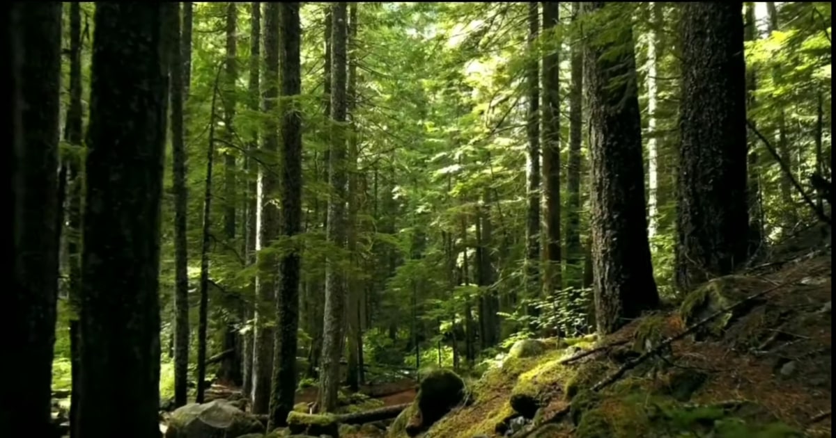 World environment day : 150 वर्षों से धरती पर नहीं उग रहा यह पेड़, कारण ...