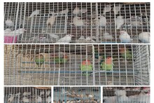 Jharkhand News: जमेशदपुर में यहां सजता है देशी-विदेशी पक्षियों का बाजार, लवबर्ड लोगों की पसंद