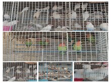 जमेशदपुर में यहां सजता है देशी-विदेशी पक्षियों का बाजार