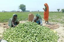 दियारा में जहां कभी गरजती थी बंदूक की गोली, अब वहां का परवल बन गया है ब्रांड