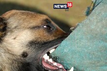 Dog Attack: ग्रेटर नोएडा की इस सोसाइटी में कुत्ते ने लड़की को काटा, अब घर से निकलने से घबरा रही