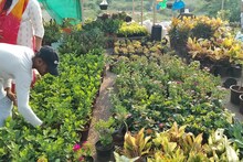 घर-ऑफिस को देना चाहते हैं खास लुक तो पहुंचें इस जगह, सिर्फ 10 रुपये में खरीद सकते हैं पौधे
