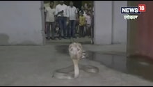 Cobra Snake: घर के आंगन में खेल रहे थे बच्चे, तभी आ पहुंचा कोबरा, मच गई चीख-पुकार, फिर...