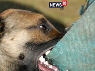 Pilibhit News: पीलीभीत में आवारा कुत्तों का आतंक, 7 दिनों में 800 से भी अधिक लोगों को बनाया शिकार