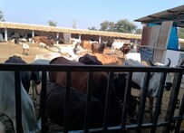 झारखंड की सबसे बड़ी गौशाला में एंबुलेंस से लेकर AC तक की एडवांस सुविधाएं, 400 गाय की हो रही सेवा