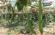 बढ़ती गरमी का असर कि जलस्तर गया पाताल में, पानी खरीदकर किसान कर रहे फसलों की सिंचाई