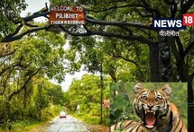 Pilibhit News: बाघों की आबादी में बढ़ती चहलकदमी ने बढ़ाई ग्रामीणों की मुश्किलें, निगरानी में जुटा वन विभाग