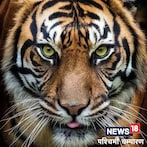 शिकार से लड़ते-लड़ते अचानक बदल गया बाघ का मूड, जानें फिर क्या हुआ