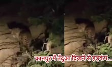 कानपुर में एक बार फिर दिखा तेंदुआ, लोगों में दहशत का माहौल, देखें Video