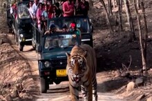 बाघों को देखने के हैं शौकीन तो आइए रणथंभौर टाइगर सेंचुरी, यहां दो बाघों की रोजाना होती है साइटिंग