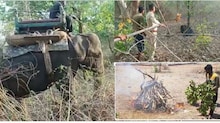 Wildlife Video: नौरादेही अभ्यारण में शहद खाते समय पेड़ से गिरा भालू, मौत