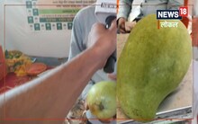 क्या आपने चखा है भारत का सबसे महंगा आम, 1 आम का है इतना दाम, देश में हैं सिर्फ 3 पेड़