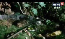शादी समारोह में दावत खाने अचानक पहुंच गया मगरमच्छ, जानें फिर क्या हुआ